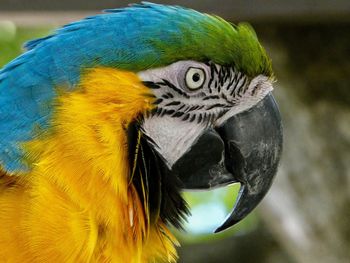 Close-up of a peacock