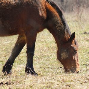Horses grazing on grassy field