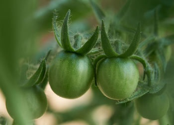 Close-up of fruit growing on plant