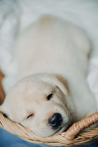 Close-up portrait of a dog