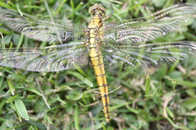 Close-up of dragonfly on plant