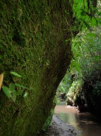 Footpath amidst trees in forest