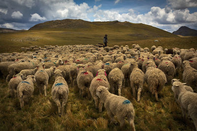 Panoramic view of sheep on field against sky