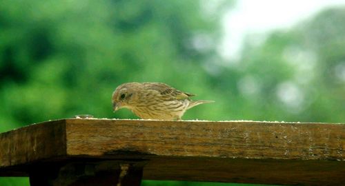 Close-up of bird perching on wood