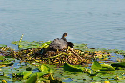 Duck swimming in a lake