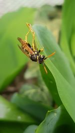 Close-up of insect on plant