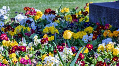 Close-up of multi colored tulips blooming on field