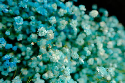 Close-up of blue flowering plant