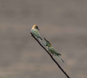 Close-up of bird perching on twig