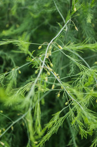 Close-up of plant