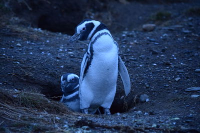 High angle view of penguins on field