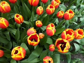 Close-up of red tulips