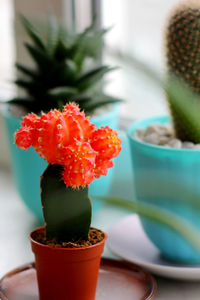 Cactus breeding. beautiful red cactus gymnocalycium mihanovichii in pot