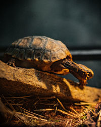 Close-up of turtle on field