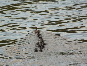 High angle view of female mallard duck swimming with ducklings in lake