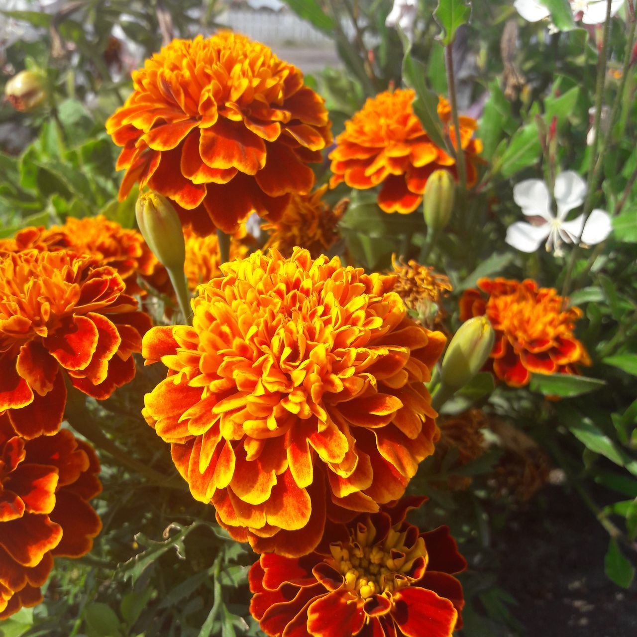 CLOSE-UP OF ORANGE FLOWER