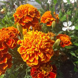 Close-up of orange flowers