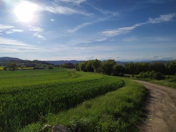 Scenic view of agricultural field against sky