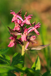 Close-up of pink flowering plant