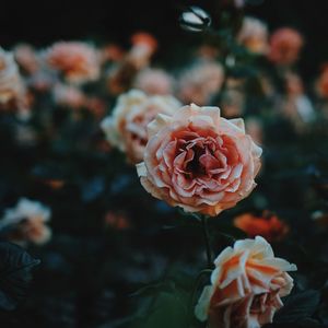 Close-up of roses growing on plant