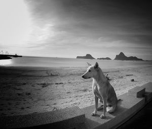 View of a dog on beach