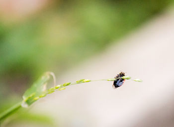 Close-up of ladybug on twig