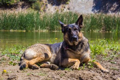 Portrait of dog in lake