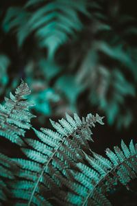 Close-up of fern leaves