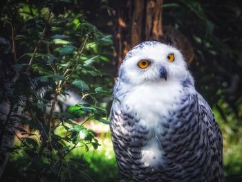 Close-up portrait of owl