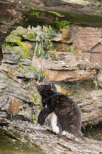 View of dog in water