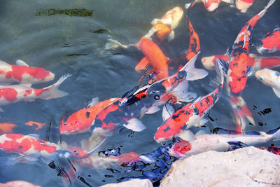 School of fish swimming in sea