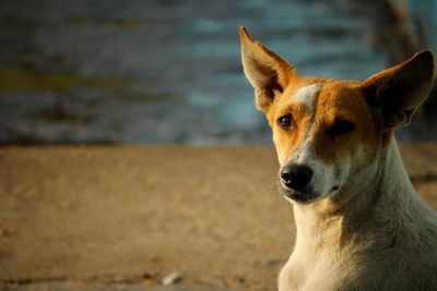 Close-up portrait of a dog