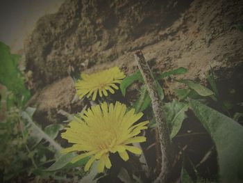 Yellow flowers growing outdoors