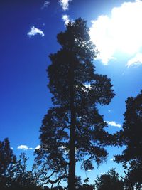 Low angle view of trees against blue sky