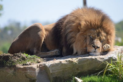 Close-up of lion relaxing against sky
