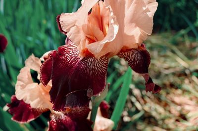 Close-up of red flower
