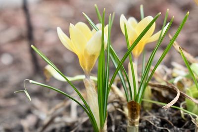 Close-up of yellow flowering plant