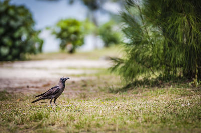 Side view of crow on field