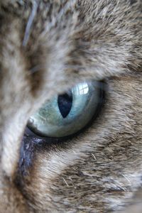 Close-up of cat