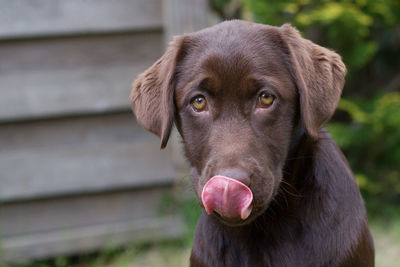 Close-up portrait of dog