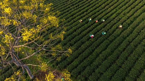 High angle view of trees