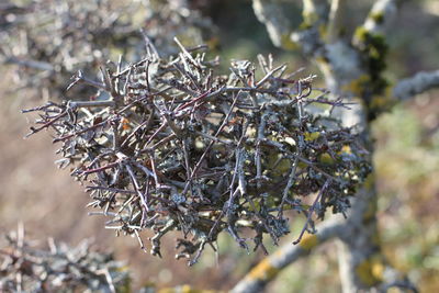 Close-up of dried plant