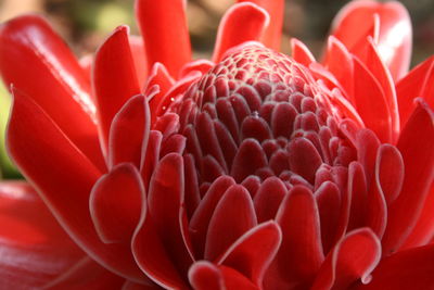 Close-up of red dahlia blooming outdoors