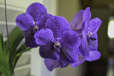 Close-up of purple orchids