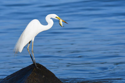 Close-up of heron perching on lake