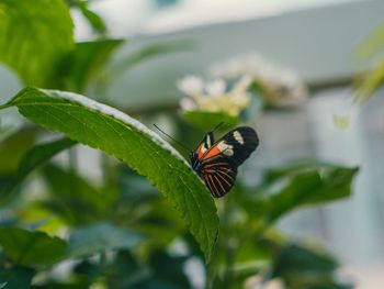 Close-up of butterfly pollinating flower