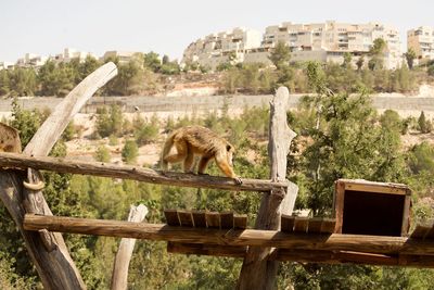 View of monkey on building