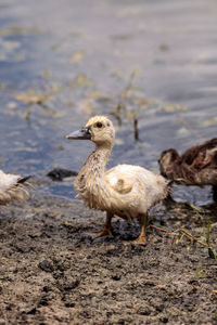 Birds in a water