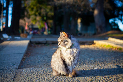 Sitting stray cat in japanese shrine