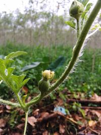 Close-up of fresh green plant